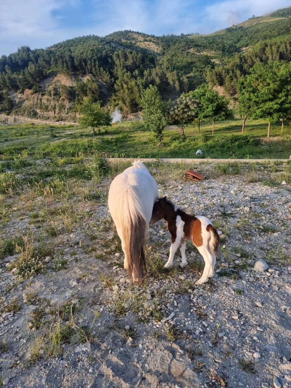 MemaliajSancho Farm Albania别墅 外观 照片